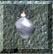 P of Cloud Gaint Strenght Icon.jpg (6690 bytes)