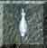 Potion of Preception Icon.jpg (5551 bytes)